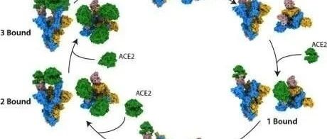 《自然》：揭示新冠病毒刺突蛋白结合人ACE2受体的结构机制