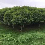 别人拔智齿花400,你却花了1500?关于智齿,你关心的6点疑问!