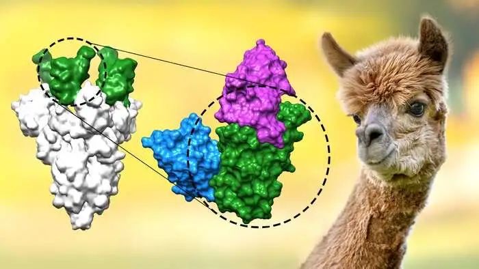 【重磅】科学家首次研制出一种微型抗体可对抗新冠变异毒株！