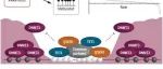 Science：揭示蛋白QSER1保护DNA甲基化谷免受新生甲基化