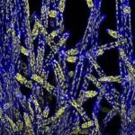 Science报道：发现动物和植物细胞的又一处不同