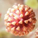 前沿 | 不用恐慌！关于新冠疾病，《细胞》有了重要新发现
