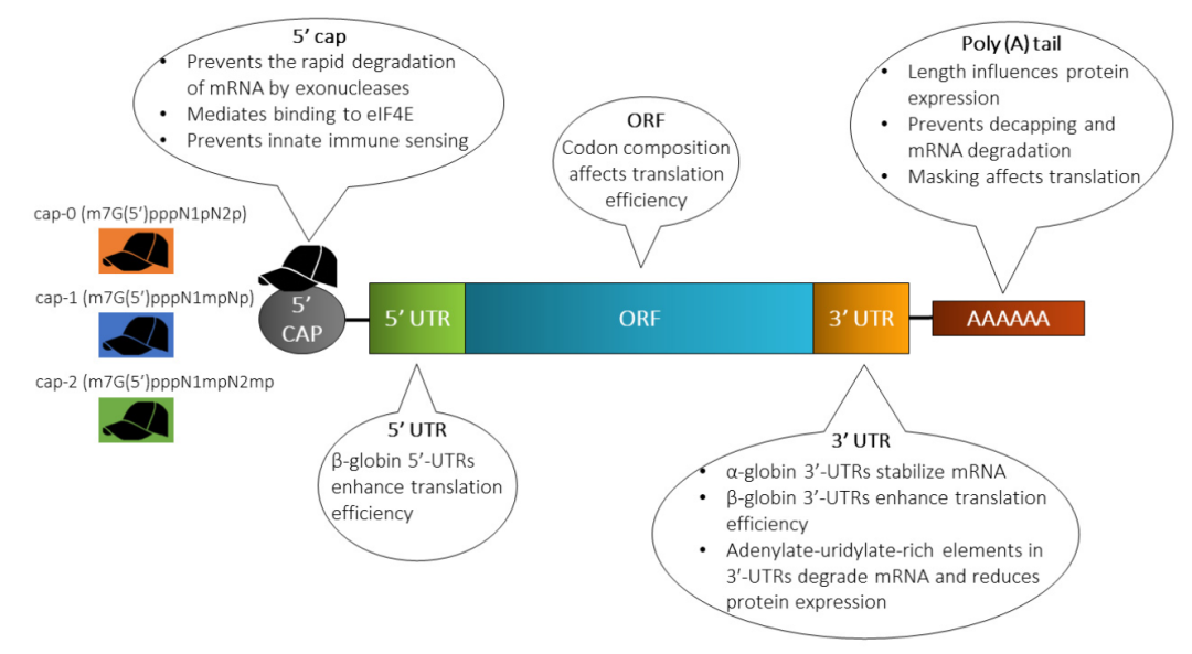 mrna生產(合成)過程從一個質粒dna(pdna)生成開始,該pdna包含dna依賴