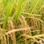 栽种一次收割多年！“云大107”试验示范获成功