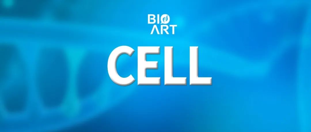Cell | 蝙蝠多能干细胞揭示宿主和病毒之间不寻常的关系