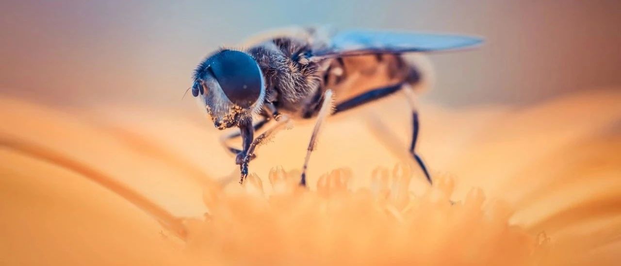 澳洲科学家发现：蜜蜂毒液能杀死癌细胞，结果“极其令人兴奋”