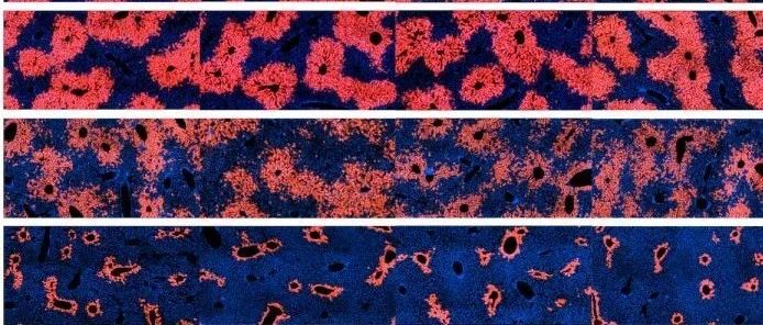 华人学者Science解答肝脏惊人的再生能力之谜，有助于发现导致肝癌的基因变化
