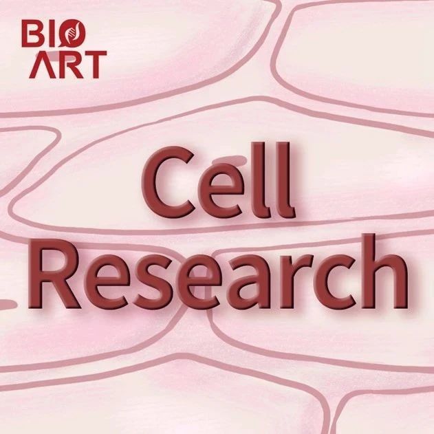 Cell Research | 李磊/颉伟合作团队建立了一种新型活化态多能干细胞