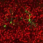 Nature最新发现：这些lncRNAs竟能控制神经系统