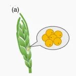 The plant journal 新方法 | 数字PCR方法高通量测定大麦花粉核减数分裂重组率