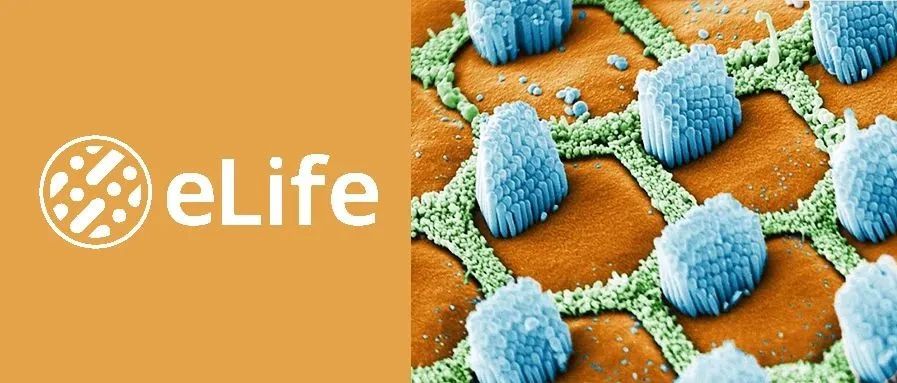 再添成果 ！ 单细胞蛋白质组学揭示细胞分化发育新特征