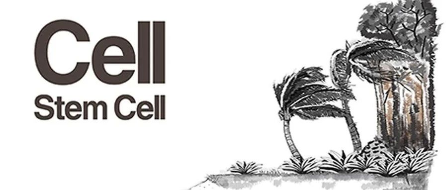 Cell Stem Cell:李小玲/赵英明团队合作揭示组蛋白巴豆酰化在人类胚胎干细胞分化中的关键作用