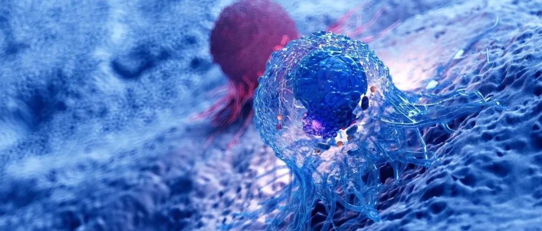 重大发现！两篇Cell：揭示中性粒细胞在肿瘤免疫疗法中的重要作用，或为免疫疗法成败的关键！