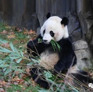 美国国家动物园大熊猫续约3年，美方：研究保护熊猫需要国际合作