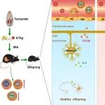 Nature子刊：周子凯课题组合作提出免疫异常型孤独症的潜在治疗策略