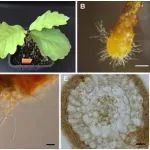 昆明植物所在欧洲黑松露菌根际生理生态研究上取得新进展