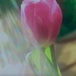 IPO早知道 | Artiva Bio：同种异体NK细胞疗法公司申请1亿美元IPO上市
