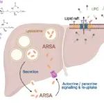 研究揭示芳香基硫酸酯酶A（ARSA）为2型糖尿病的潜在新治疗靶点
