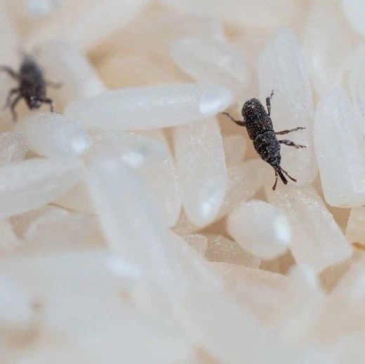 消灭害虫的环保新方法：科学家打算让虫子尿死自己…