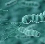 关注 | 幽门螺杆菌的检测及其药物治疗研究进展
