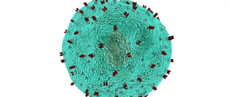 【新研究】“坏脂肪”抑制杀伤性T细胞攻击癌症，引导科学家开发出新的抗癌疗法