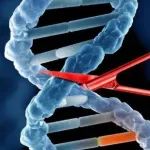 恺佧生物助力瑞风生物在基因治疗领域取得新突破！